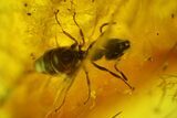 Three Detailed Fossil Ants (Formicidae) In Baltic Amber #139043-2